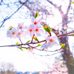 春うらら