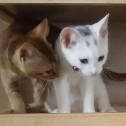 我が家の猫たち