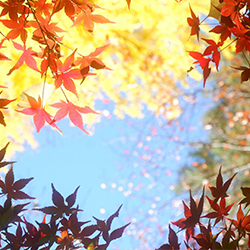 今年の一文字は何ですか？